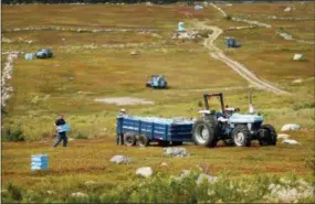  ?? ROBERT F. BUKATY - THE ASSOCIATED PRESS ?? In this Friday, Aug. 24, photo, Ken Cox carries trays of wild blueberrie­s to a tractor at a farm in Union, Maine. The blueberrie­s grow wild, as the name implies, in fields called “blueberry barrens” that stretch to the horizon in Maine’s rural Down East region and parts of the midcoast area.