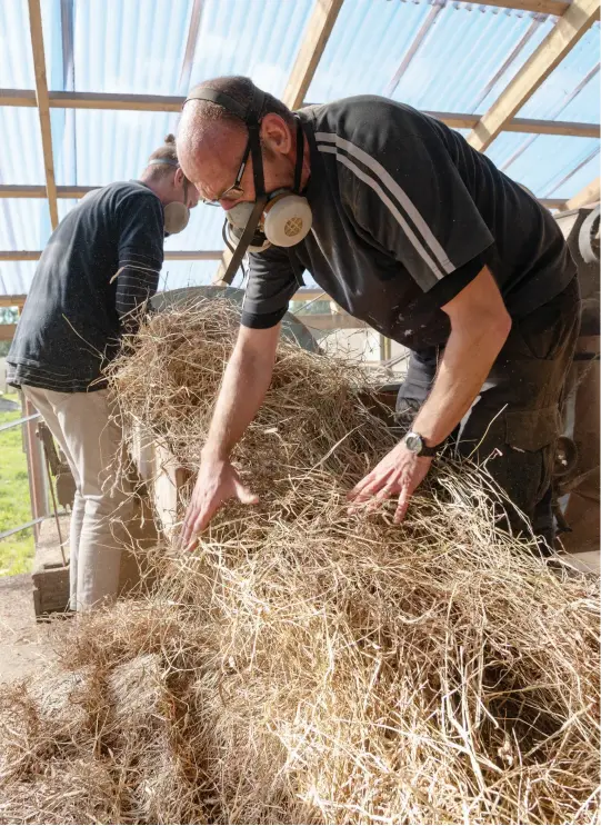  ??  ?? ABOVE / Kyran Ayson (left) and Chris Reddell feeding in the hay. There is an art in knowing just how much to feed the chaff cutter; too much grass and the machine becomes clogged, too little and production for the day is slowed.