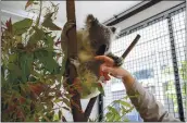  ?? RUSSELL SHAKESPEAR­E — THE NEW YORK TIMES ?? Work with a wild koala named Skroo at the Endeavour Veterinary Ecology clinic in Toorbul, Australia, may lead to a long-lasting cure for chlamydia in humans.