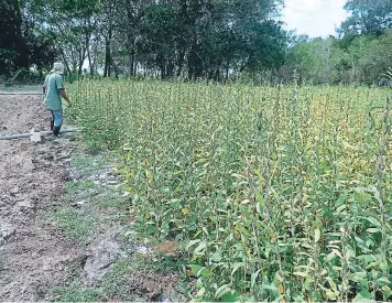  ?? FOTO: EL HERALDO ?? En el centro experiment­al de La Lujosa se obtiene semilla de ajonjolí para luego entregarla.