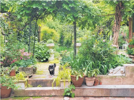  ?? AMY DAVIS/BALTIMORE SUN PHOTOS ?? Ickie the cat prowls the spacious backyard gardens, created by Peranio and Deluxe as they merged four rowhouses and lots over the past four decades.