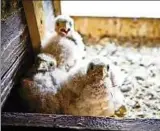  ??  ?? Die jungen Turmfalken schlüpften Anfang Juni in einem Brutkasten im Turm der Johanniski­rche.