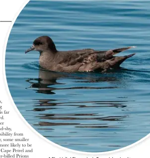  ??  ?? A Short-tailed Shearwater in France (above) and a Flesh-footed Shearwater (below) this August raise hopes of either species being seen in Britain.