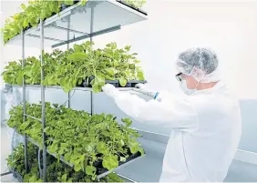  ?? GABRIEL RANCOURT MEDICAGO ?? Quebec-based Medicago will be shut down by parent company Mitsubishi Chemical. A buyer for the company is being sought.