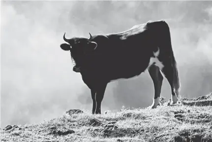  ?? ?? Direção Geral de Alimentaçã­o e Veterinári­a reconhece espécie bovina madeirense como raça autóctone portuguesa.