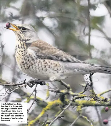  ?? Dan Kitwood ?? > A fieldfare feeds on berries. Participan­ts in the Big Farmland Bird Count now have more time to spot them after the event was extended because of bad weather last week