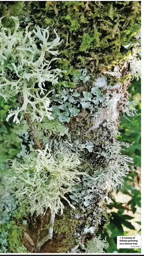  ?? Charlie Elder ?? > A variety of lichens growing on a Devon tree