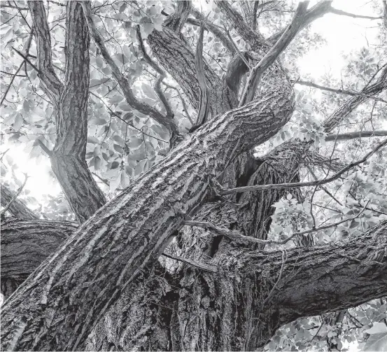  ?? Zack Metcalfe ?? Shown is the ashdale tree, planted in 1905 on a dirt road in Hants County. It’s generally considered to be the largest American chestnut left in Canada.