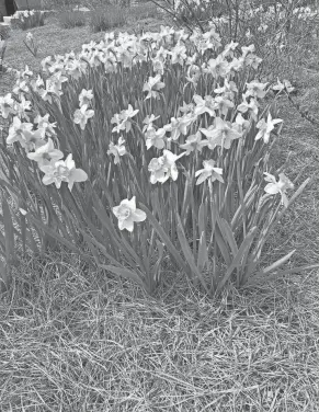  ?? COURTESY OF YEW DELL BOTANICAL GARDENS ?? Pine straw mulch is easy to spread light weight and good for roots and soil.