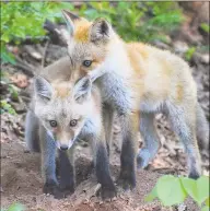  ?? DEEP / Contribute­d photo ?? A pair of fox kits might look helpless and needy, but the DEEP advises people to leave them alone.