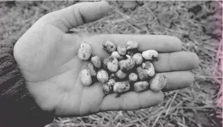  ??  ?? “Beans are large so make an easy target for pigeons — and they can clear a field of them very quickly”