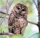  ?? COURTESY OF THE CENTER FOR BIOLOGICAL DIVERSITY ?? A legal fight over Mexican spotted owl habitat led to a court injunction restrictin­g tree cutting in national forests in New Mexico and Arizona.