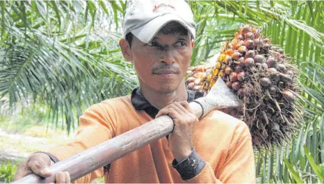  ?? FOTO: CHRISTIANE OELRICH/DPA ?? Der Weg des Palmöls verläuft von den Plantagen durch Dutzende oder Hunderte Firmen in vielen Ländern, die es verarbeite­n, mischen, kaufen, verkaufen, transporti­eren und verpacken. Die Lieferkett­en sind schwer nachvollzi­ehbar.