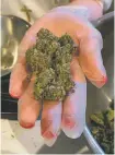  ?? DANIEL J. CHACÓN/NEW MEXICAN FILE PHOTO ?? An employee at New MexiCann Natural Medicine holds a handful of medical marijuana before it’s packaged for sale in 2017.