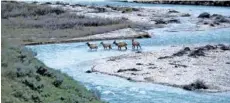  ?? GREGORY NICKERSON/ WYOMING MIGRATION INITIATIVE, UNIVERSITY OF WYOMING VIA AP ?? Migratory elk cross Granite Creek in the BridgerTet­on National Forest, Wyoming, in 2018.