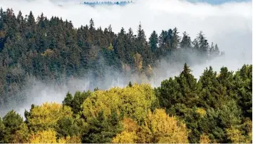  ?? Foto: Armin Weigel, dpa ?? Der Bayerische Wald ist einer von derzeit zwei bayerische­n Nationalpa­rks. Der andere liegt im Berchtesga­dener Land. Kommt der dritte nach Franken? Experten fordern eine Machbarkei­tsstudie.