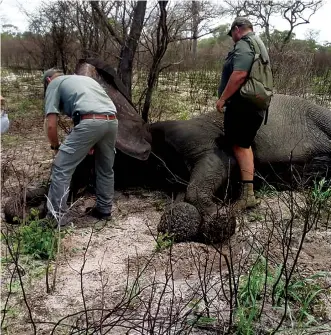  ?? NICOLAU VASCO | EDIÇÕES NOVEMBRO | CUANDO CUBANGO ?? Momento em que especialis­tas namibianos colocavam a coleira num elefante