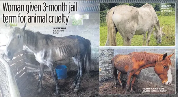  ?? ?? SUFFERING Emaciated horse
NEGLECT Horse in Co Wicklow
FILTHY Animal found covered in faecal matter