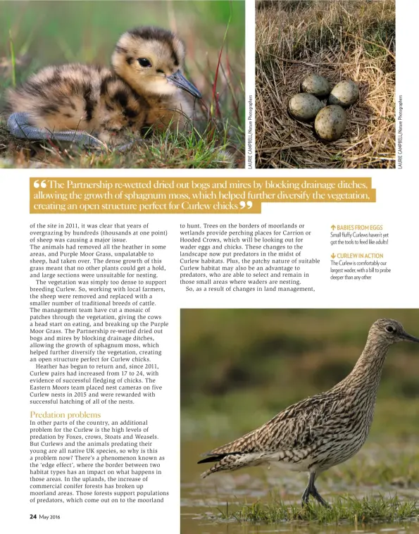  ??  ?? The Partnershi­p re-wetted dried out bogs and mires by blocking drainage ditches, allowing the growth of sphagnum moss, which helped further diversify the vegetation, creating an open structure perfect for Curlew chicks BABIES FROM EGGS