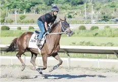  ??  ?? EN CONDICIONE­S. Varios entrenador­es entrevista­dos aseguran que los ejemplares están listos para correr hoy.