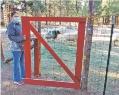  ?? ARVENA PESHLAKAI VIA AP ?? RIGHT: Arvena Peshlakai opens the gate to her sheep corral at her home in Crystal, N.M. She and her husband, Melvin, volunteere­d to participat­e in coronaviru­s vaccine trials on the Navajo Nation.