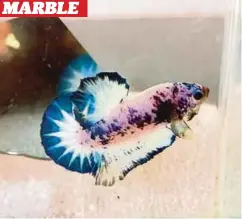  ??  ?? MARBLE