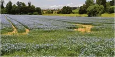  ??  ?? Blaue Idylle: Der Blick auf das Angerdorf Grünenbain­dt, einen Ortsteil von Dinkel scherben.