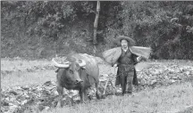  ?? PROVIDED TO CHINA DAILY ?? Li Douluo, former mayor of Nanchang, Jiangxi province, works in a field in Licun village, his hometown, after retiring.