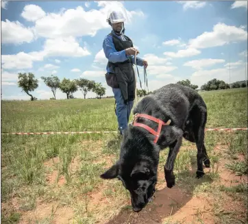  ??  ?? ON THE HUNT: Tracker dogs, specially trained by Denel, are to be used in the war against rhino poachers.