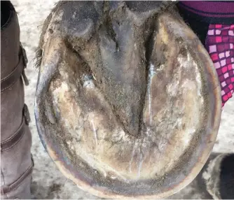  ??  ?? LAGGING INDICATOR: The red line running around the perimeter of this mare’s hoof is evidence of a nutritiona­l change, concussion or fever that occurred in her life last year.