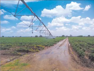  ?? Photo: Nampa ?? Invest in agricultur­e… SPYL is calling for prioritisa­tion of the agricultur­e sector by investing in projects such as the Agribusdev’s Sikondo Green Scheme Project.