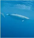  ?? Foto: dpa ?? True Wale lassen sich nicht häufig bli cken. Jetzt ist es Forschern gelungen, die Tiere zu filmen.