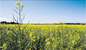  ?? CODE MCLACHLAN ?? A canola field is seen in Camrose County. Some farmers are upset that Cargill is allowing the Non-GMO Project to verify whether the company’s supplies are free of geneticall­y modified ingredient­s.