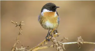  ??  ?? ●● Stonechats are vulnerable in winter