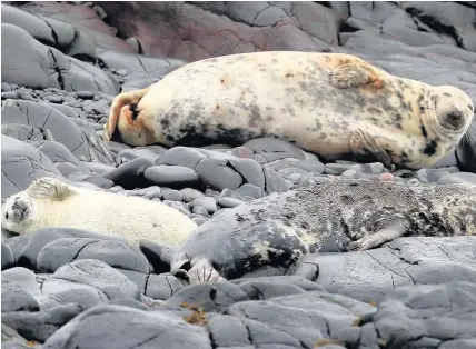  ?? Owen Humphreys ?? > For RSPB Ramsey Island staff, autumn’s arrival is heralded by grey seals coming onto the island’s shores for pupping season