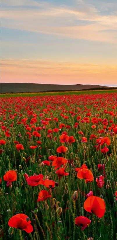  ?? ?? Far from war and turmoil, poppies create a sight to gladden the heart in Cornwall