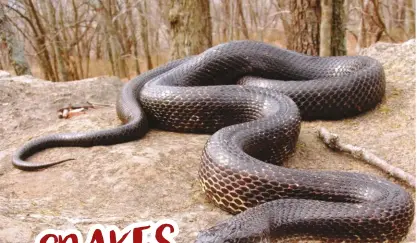  ??  ?? Some snakes, like this black rat snake, will enter your coop to eat eggs and small chicks.