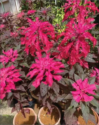  ?? ?? Photo of amaranth planted in pots, taken at the writer’s home garden in Kuching.