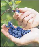  ?? FILE PHOtO ?? Having the highbush blueberrie­s ripen earlier this year means producers can have them to market well before their competitor­s, in countries like Argentina.