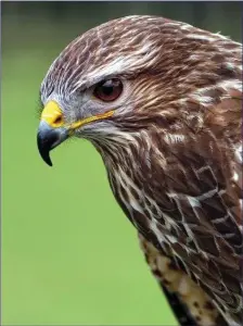  ??  ?? A Common Buzzard.