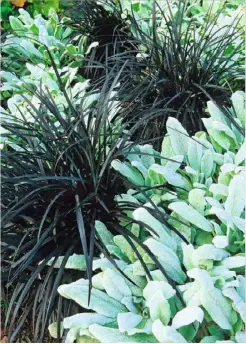  ??  ?? Velvety leaves of Stachys byzantina ‘Silver Carpet’ with black Ophiopogon planiscape­ns ‘Nigrescens’ – an easy duo for stylish winter groundcove­r