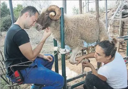  ?? VICENÇ LLURBA ?? Fèlix. Este carnero, usado como semental, intentó defender a su familia de un ataque de perros y se llevó la peor parte: graves heridas en las patas. Cada día los voluntario­s le dan un masaje antes de ponerle las prótesis y así evita andar con los codos