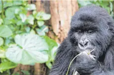  ?? FOTO: DPA ?? Berggorill­a im Kongo: Maßnahmen gegen Wilderer konnten die Lage der Tiere verbessern.