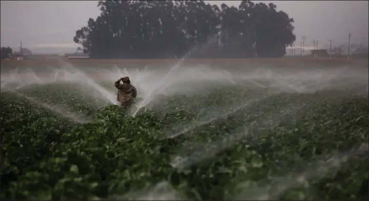  ?? JAE C. HONG / ASSOCIATED PRESS (2018) ?? Sprinklers run as a farmworker walks through a broccoli field Sept. 4, 2018, in Salinas, Calif. Many Latino voters in this corner of rural California believe politician­s overlook them.