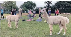  ?? FOTO: VANESSA MARTELLA ?? Die Alpakas schauen neugierig zu, wie die Menschen ihre Yoga-Übungen machen. Sie sorgen für eine ganz besondere Atmosphäre.