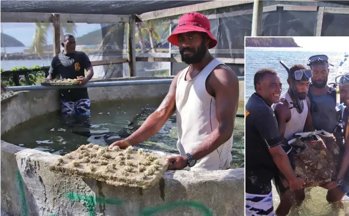  ?? Photo: Ministry of Fisheries ?? The giant clams reared at the hatchery have been distribute­d to many of Fiji’s marine protected areas (MPAs) which are managed by the local communitie­s and hotels. Inset: The brooders especially the T.gigas have heavier body masses, which needs more manpower in transferri­ng them from the ocean nursery to the land-based hatchery.