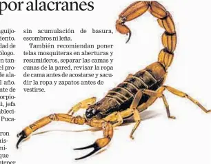  ??  ?? Cuidado. Hay varios tipos de alacranes, y algunos son más peligrosos.