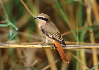  ?? ?? NINE: Daurian Shrike (Jahra Pools, Kuwait, 22 April 2015). This adult male shrike is a beautiful pale greyish-sand colour above, with a solid black face mask, a relatively subdued superciliu­m and soft peach-coloured underparts. There is a prominent white patch in the primary bases and, most strikingly, the tail is bright orange, almost resembling that of a Common Redstart. It is clearly one of the Isabelline Shrikes, and the greyish-sand (not chestnut) forehead and crown and peachy underparts indicate that it is a Daurian Shrike.