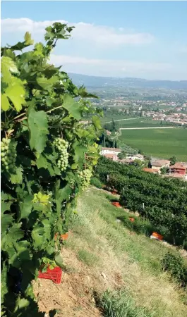  ?? FOTO: MOSTPHOTOS ?? Regionen Veneto ligger mellan Medelhavet och Gardasjön. Här ligger vindistrik­tet Lugana och här växer druvor som också vinhuset Tommasi använder.