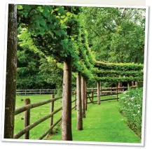  ??  ?? ON STILTS: A row of pleached lime trees, above. Top: A path through glorious copper beech